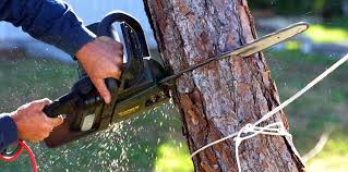 Best Tree Disease Treatment  in Fort Drum, NY