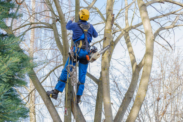 Best Tree Risk Assessment  in Fort Drum, NY