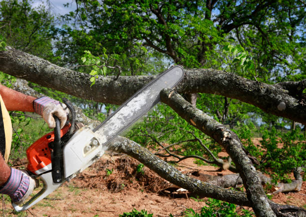 Best Tree Mulching  in Fort Drum, NY