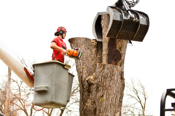 Best Tree Cabling and Bracing  in Fort Drum, NY